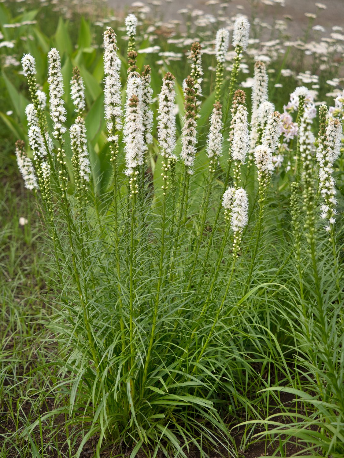 Liatris spicata 'Alba'