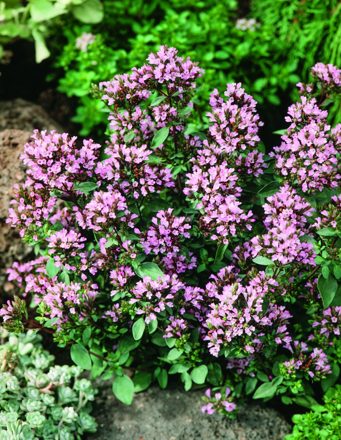 Origanum'Herrenhausen'