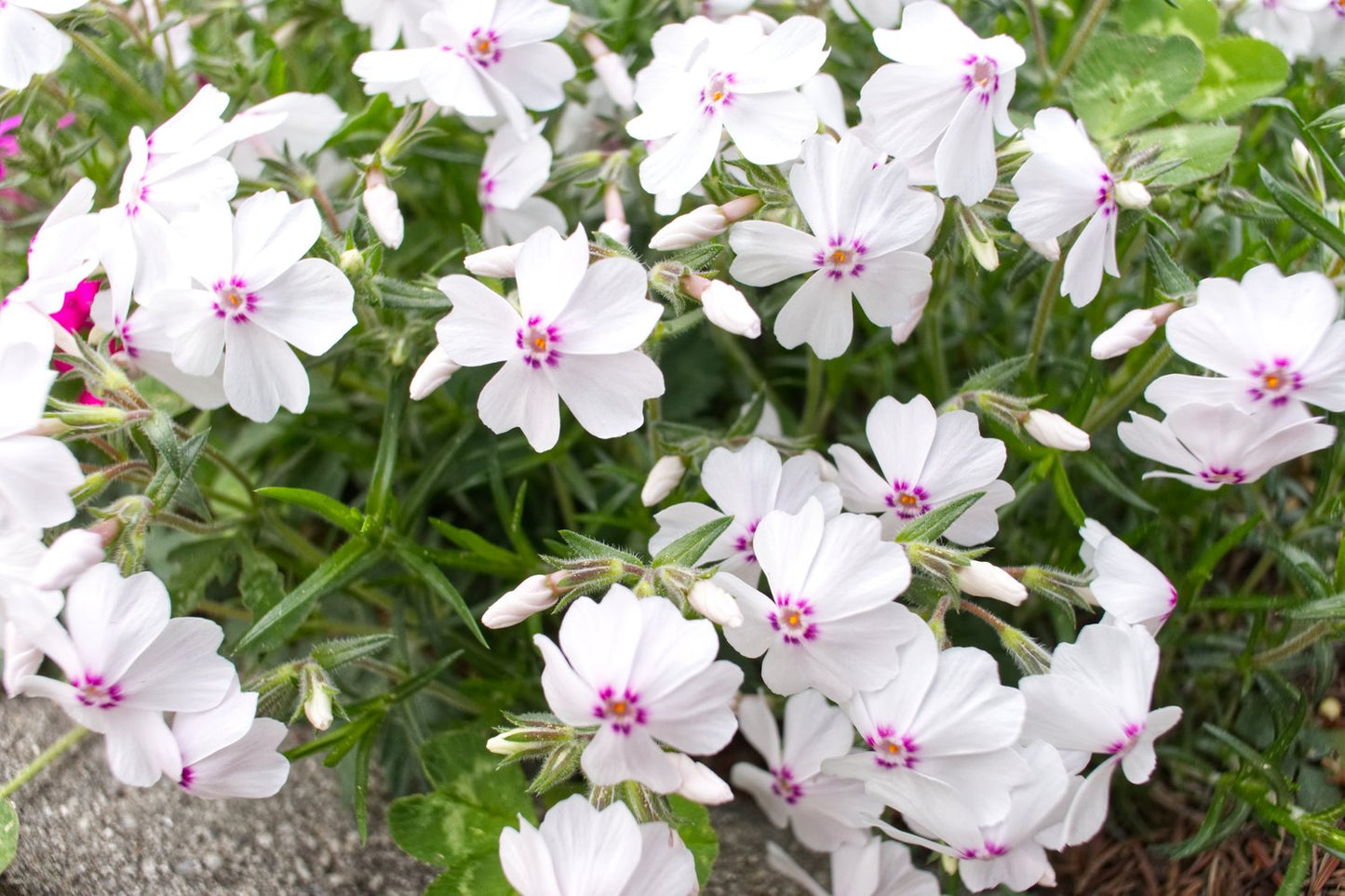 Phlox subulata 'Amazing Grace'