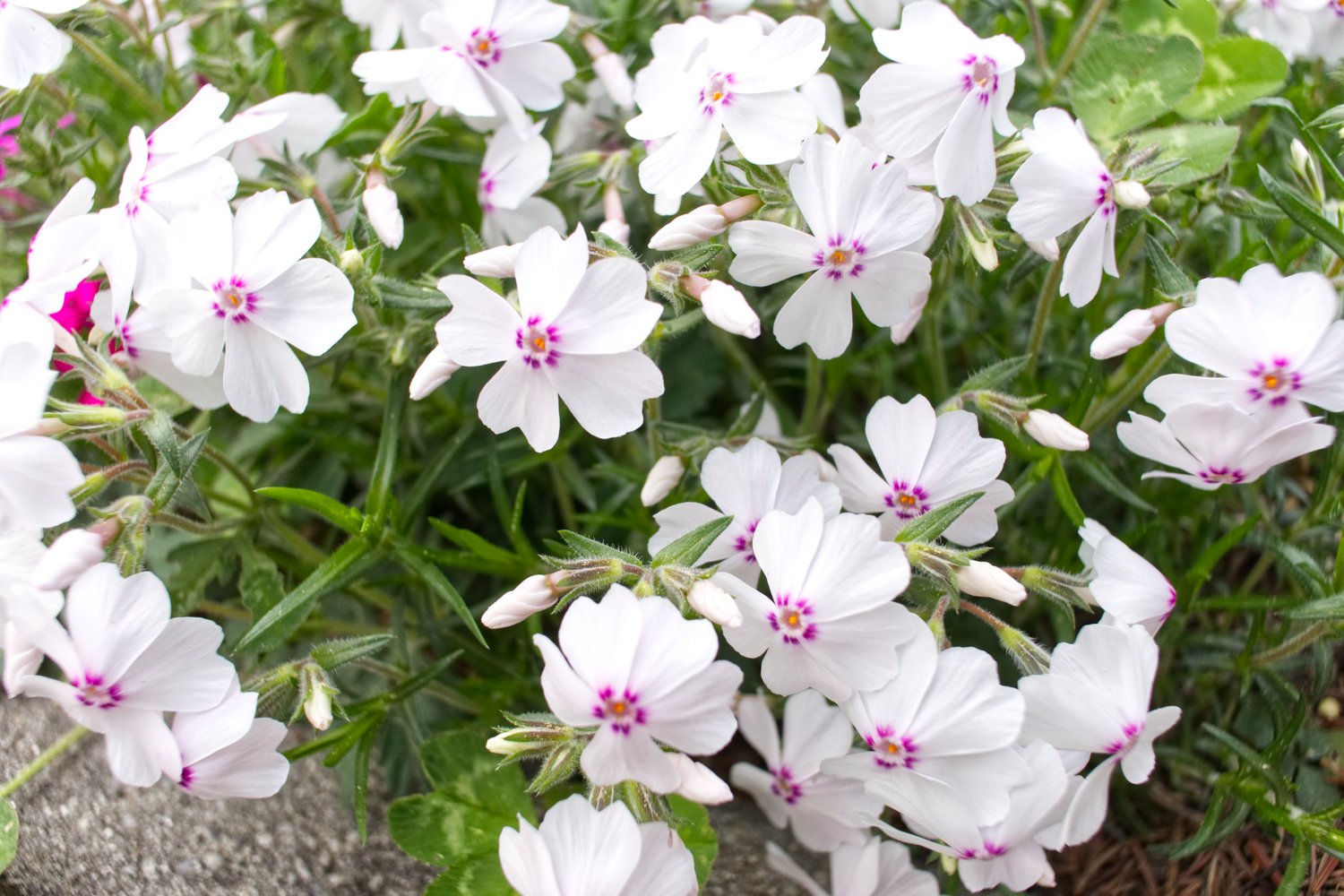 Phlox subulata 'Amazing Grace'