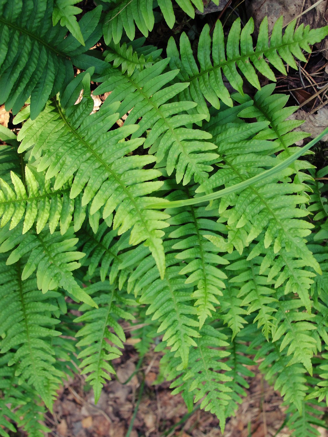 Polypodium vulgare