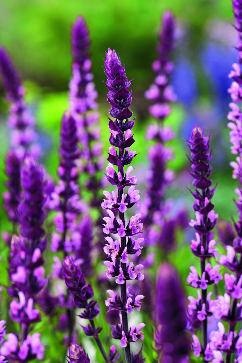 Salvia nemorosa 'Caradonna Pink'