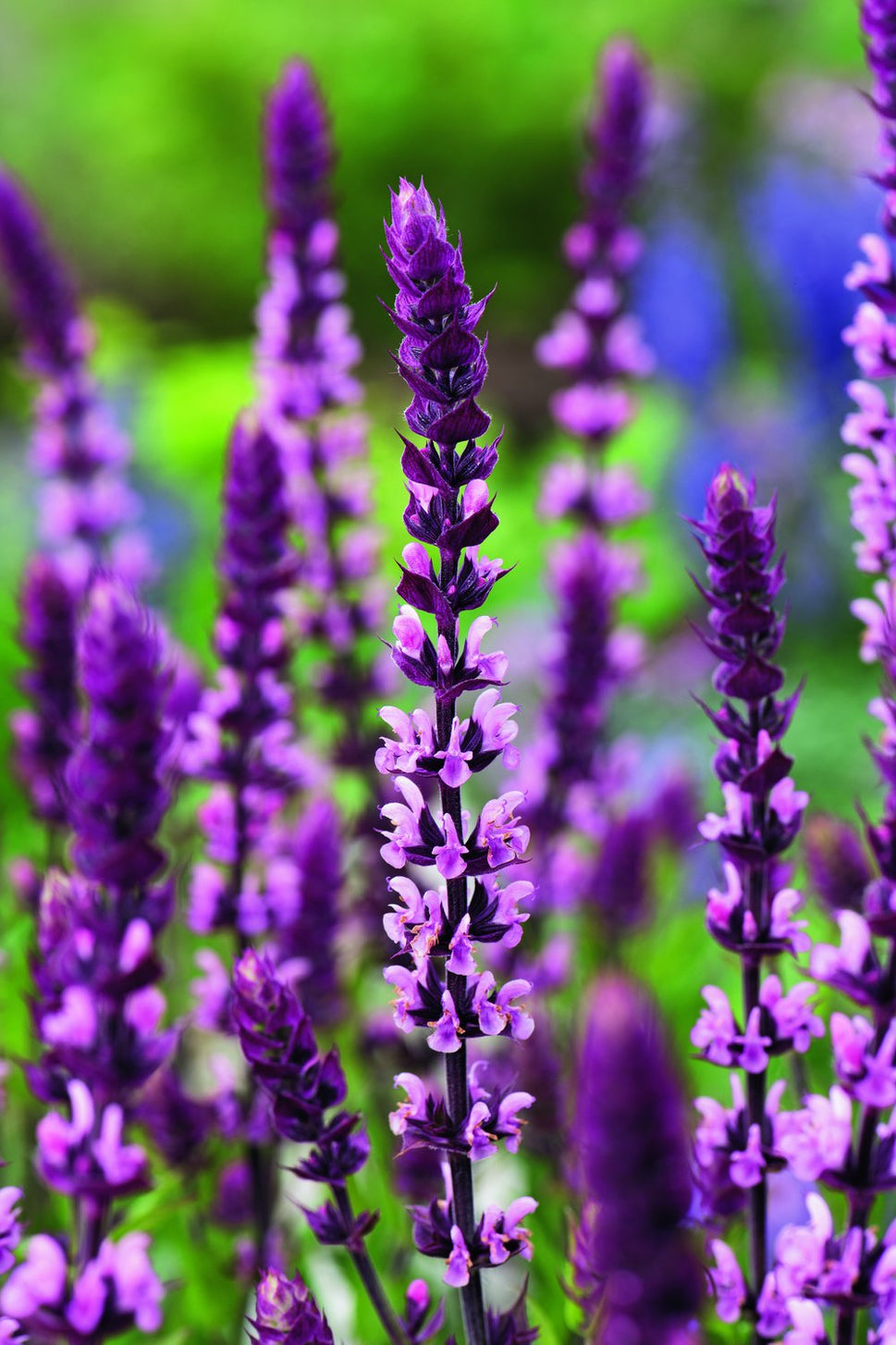 Salvia nemorosa 'Caradonna Pink'