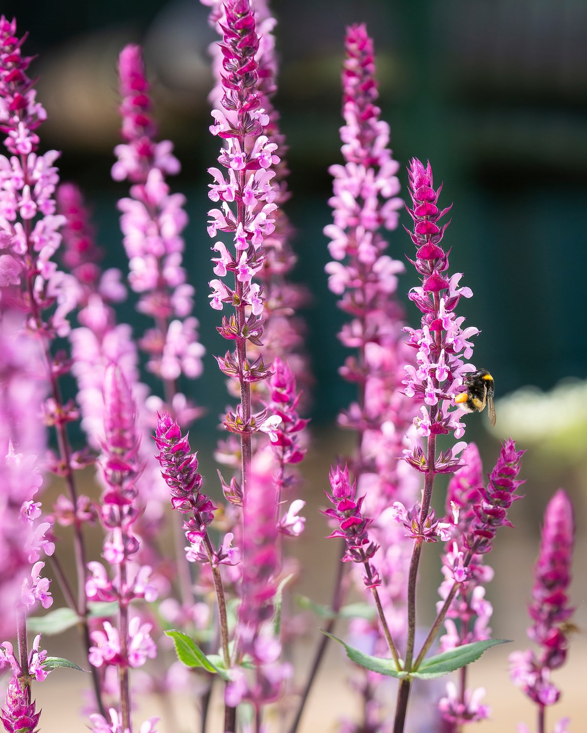 Salvia nemorosa 'Caradonna Pink'