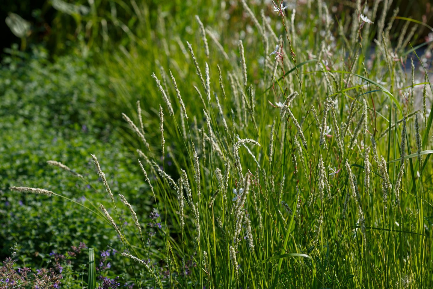 Sesleria autumnalis