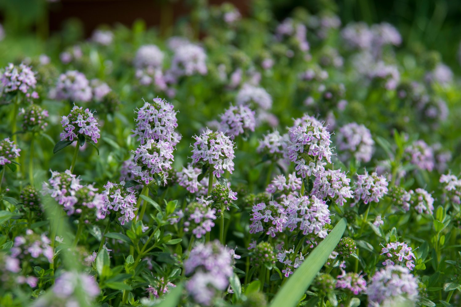 Thymus longicaulis 'Odoratus'
