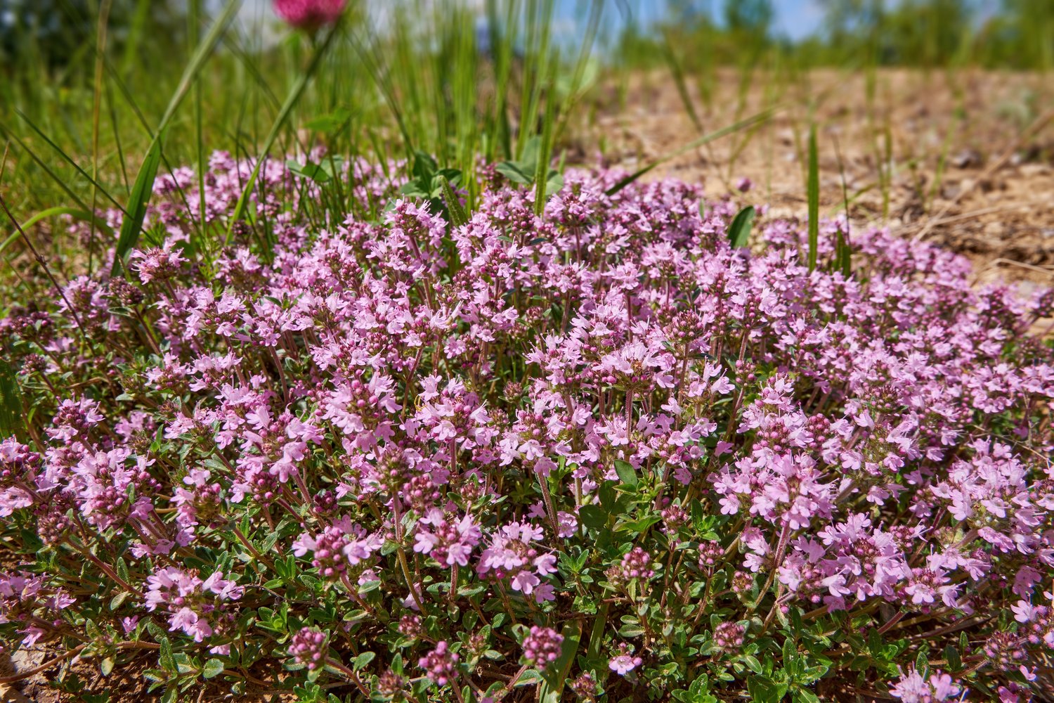 Thymus serpyllum 'Coccineus'
