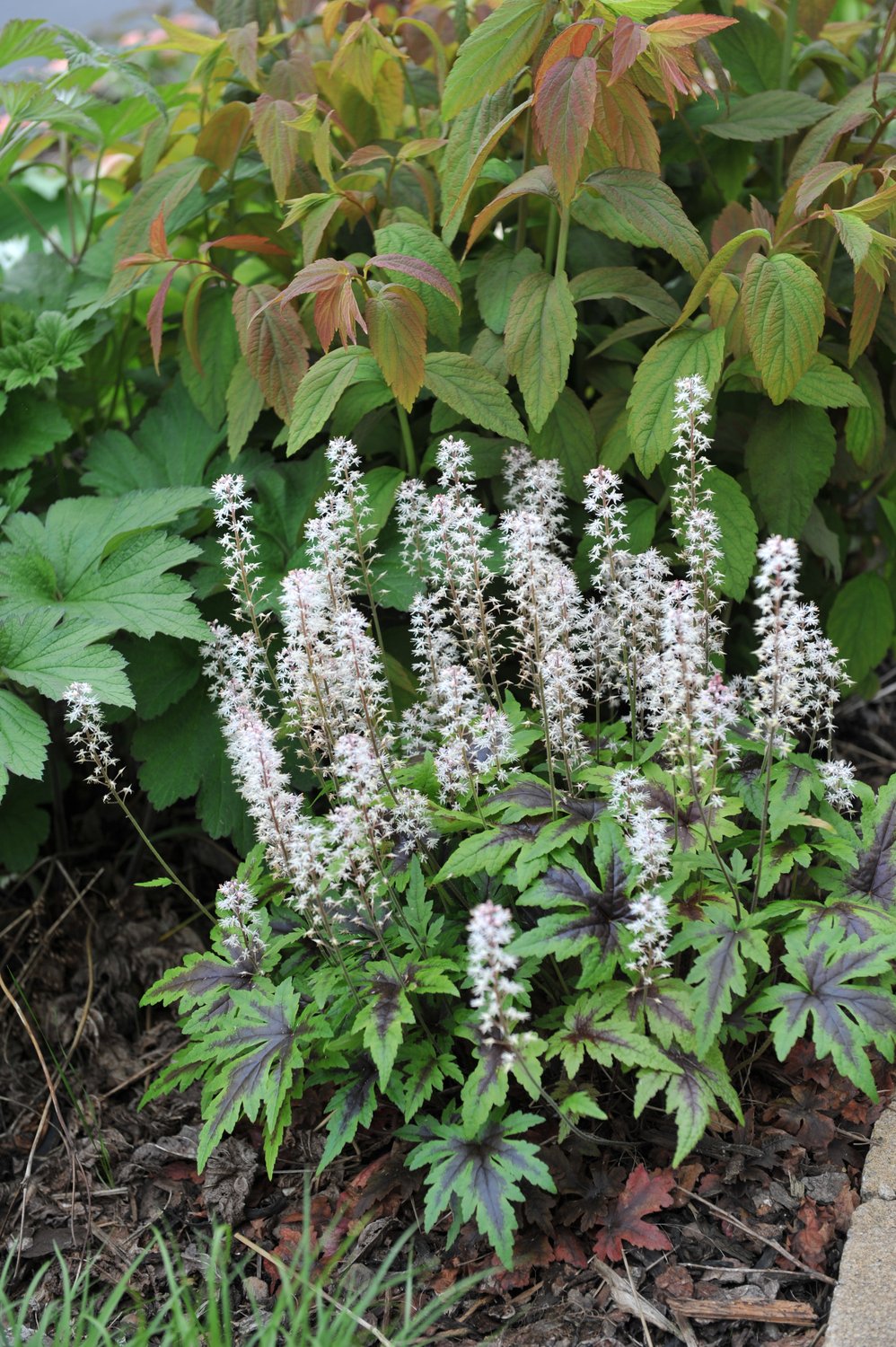 Tiarella 'Sugar and Spice'