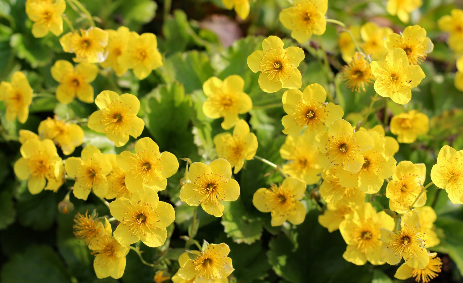 Waldsteinia ternata 6-pack