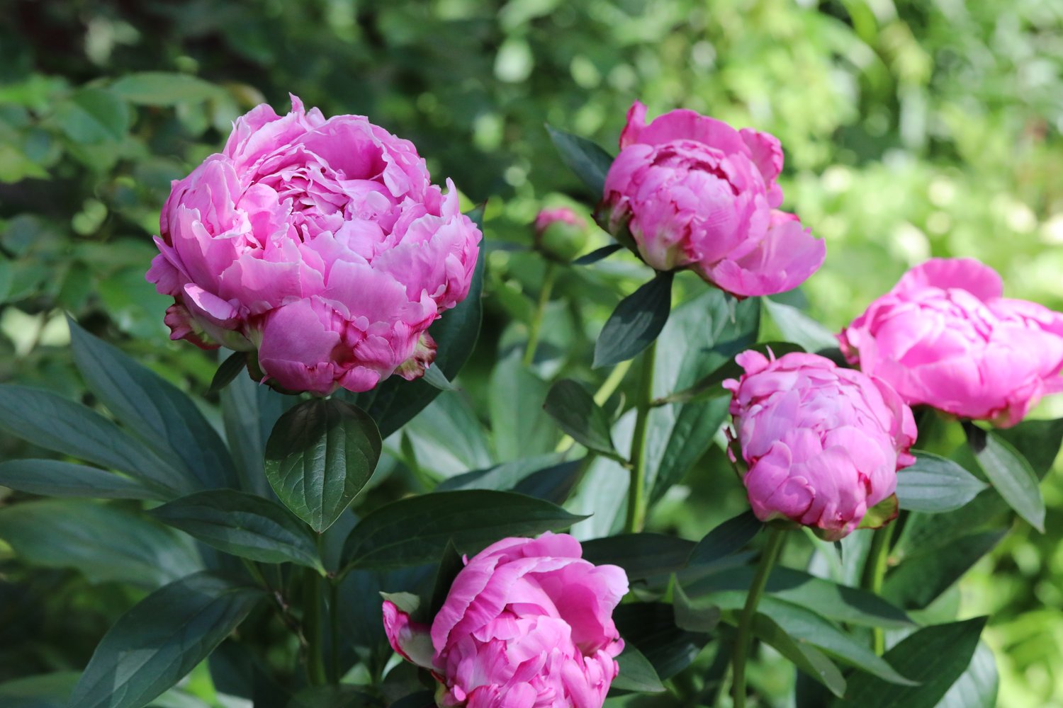 Paeonia lactiflora 'Alexander Fleming', 2L
