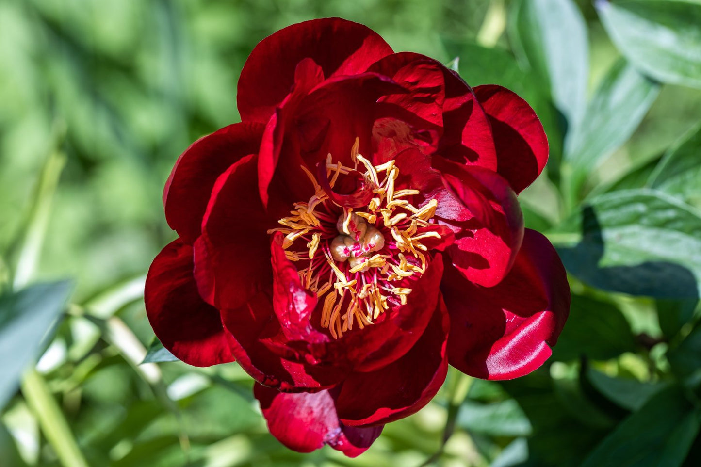 Paeonia lactiflora 'Buckeye Belle', 2L