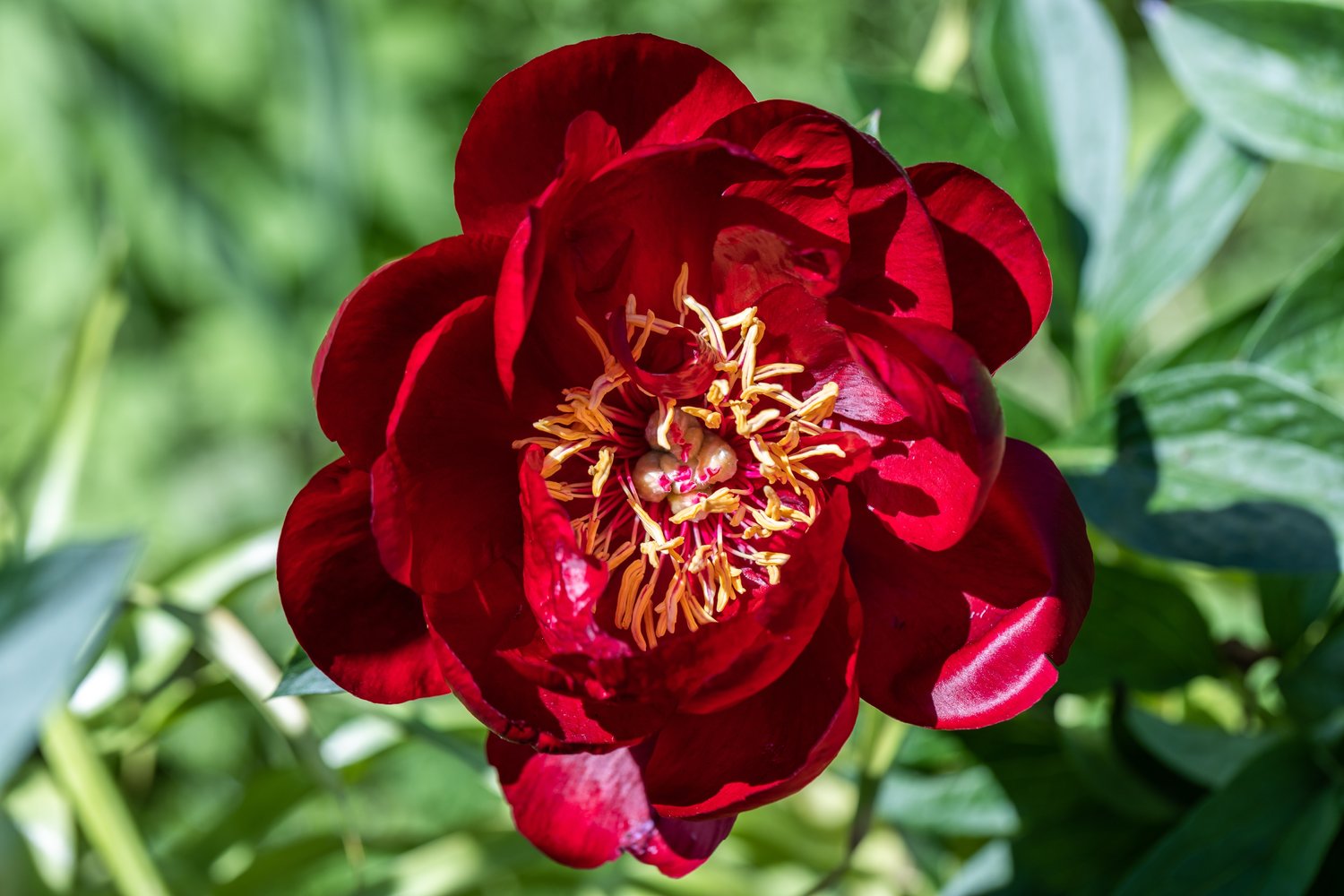 Paeonia lactiflora 'Buckeye Belle', 2L