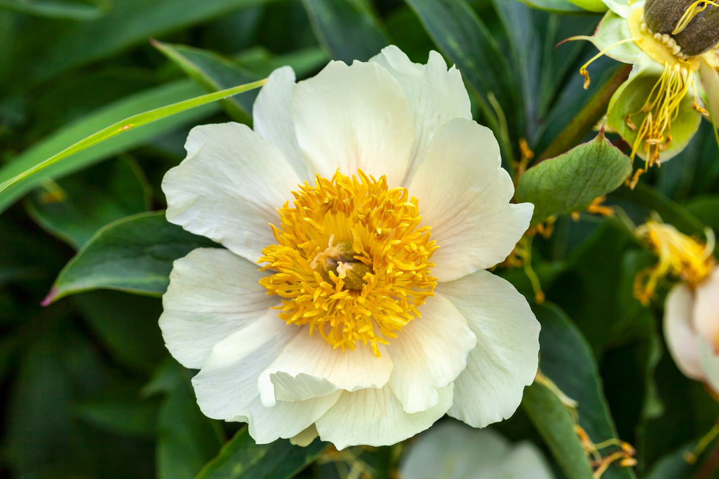 Paeonia lactiflora 'Claire de Lune', 2L