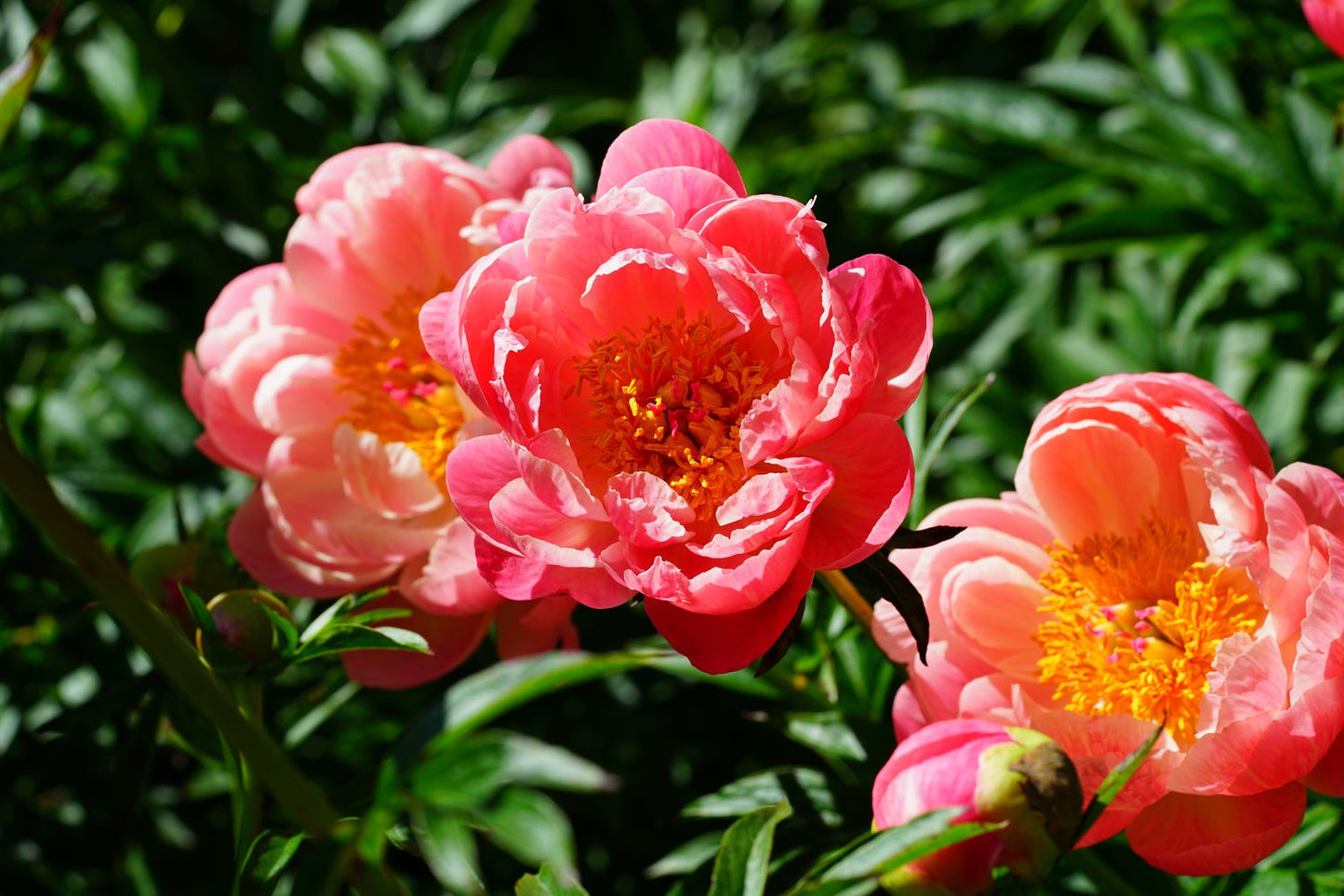 Paeonia lactiflora 'Coral Charm', 2L