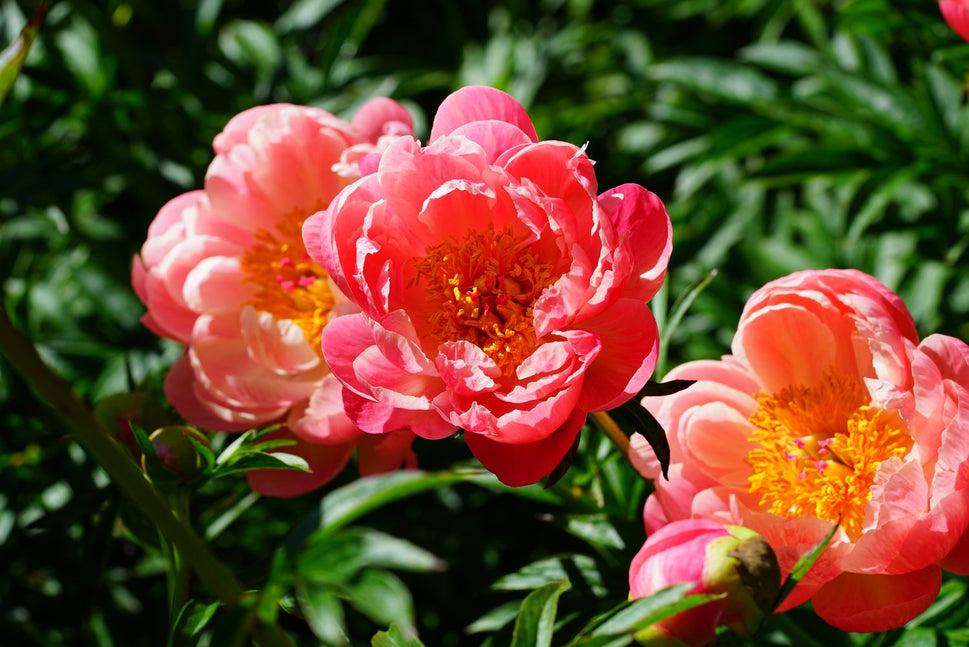 Paeonia lactiflora 'Coral Charm', 2L
