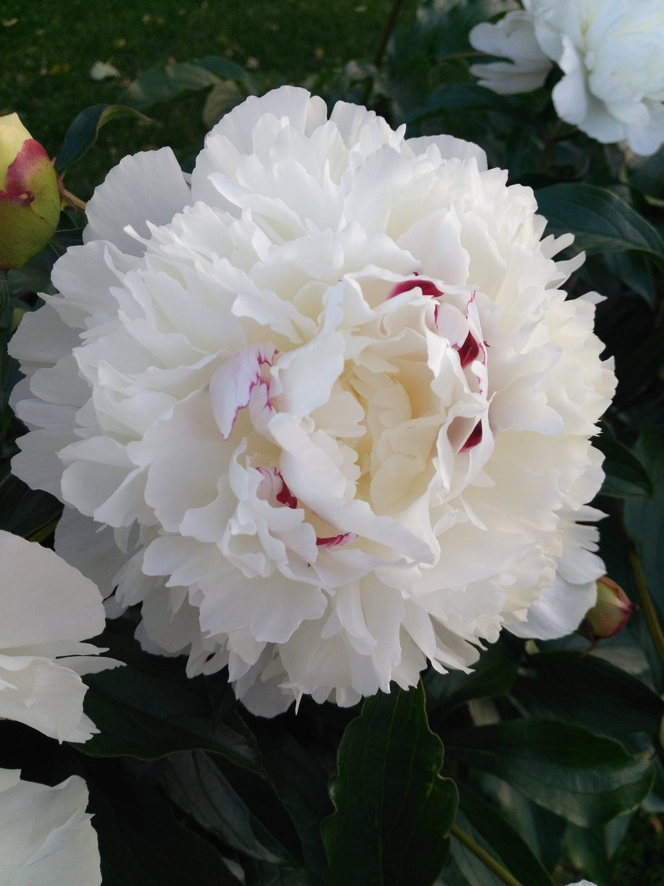 Paeonia lactiflora ‘Festiva Maxima’, 2L