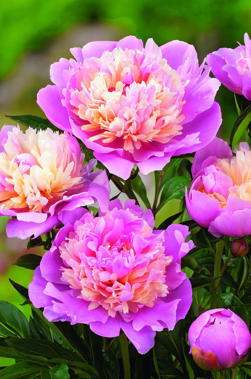 Paeonia lactiflora 'Sorbet', 2L