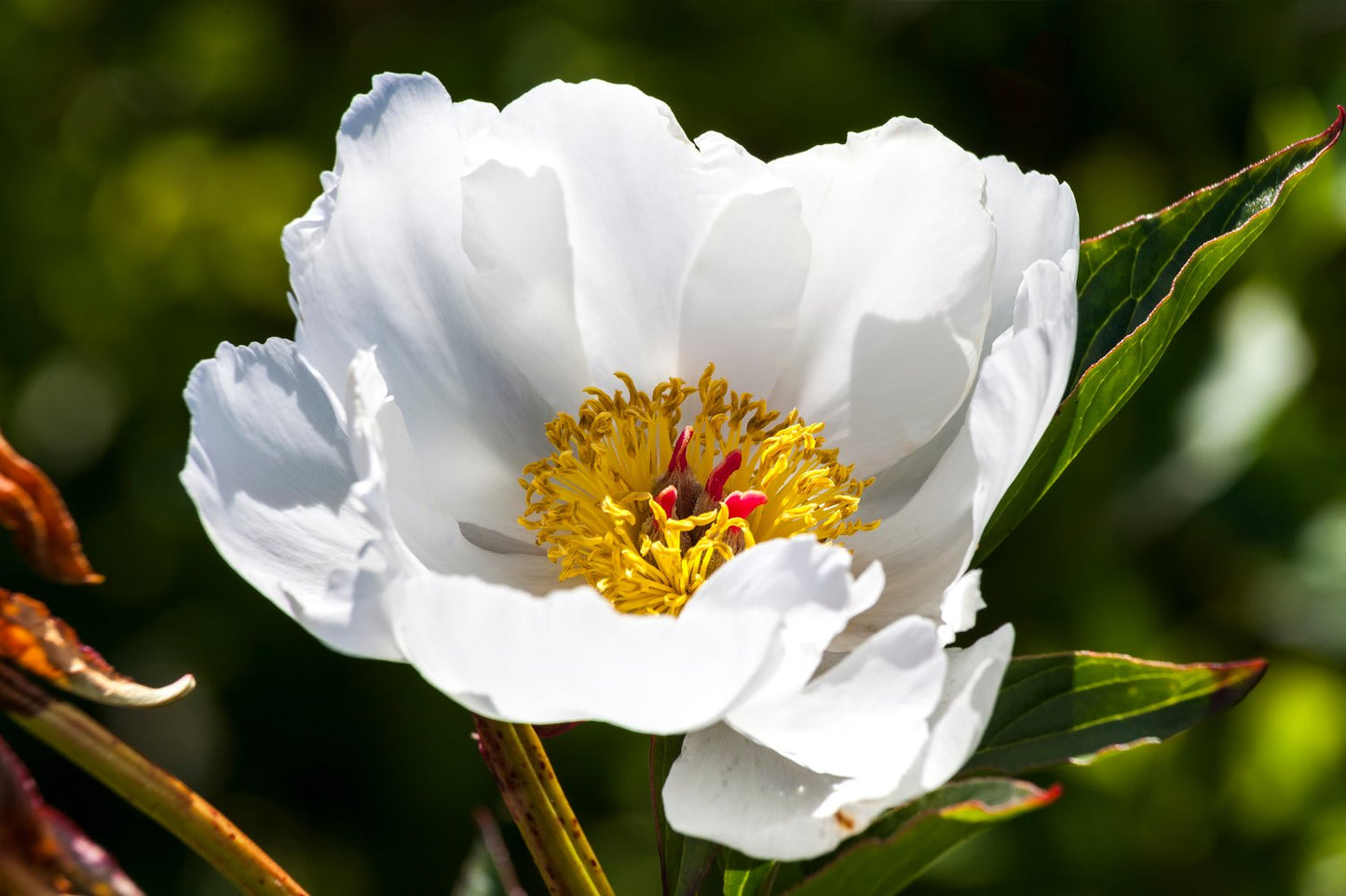 Paeonia lactiflora 'White Wings', 2L