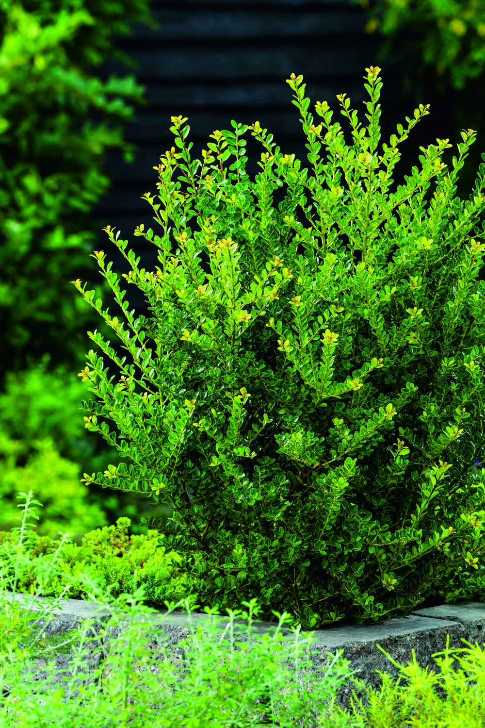 Ilex crenata 'Green Hedge'