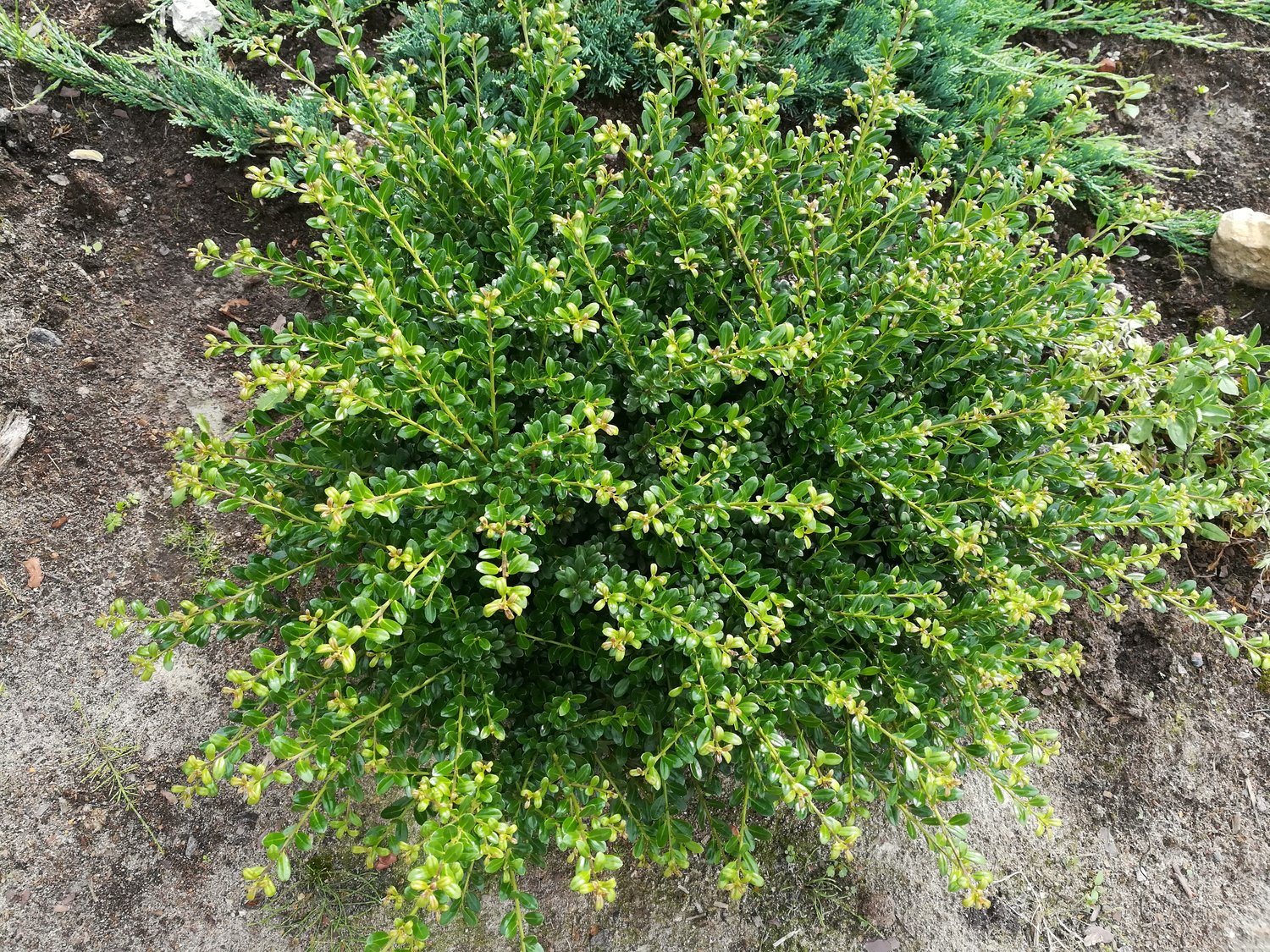 Ilex crenata 'Convexa'