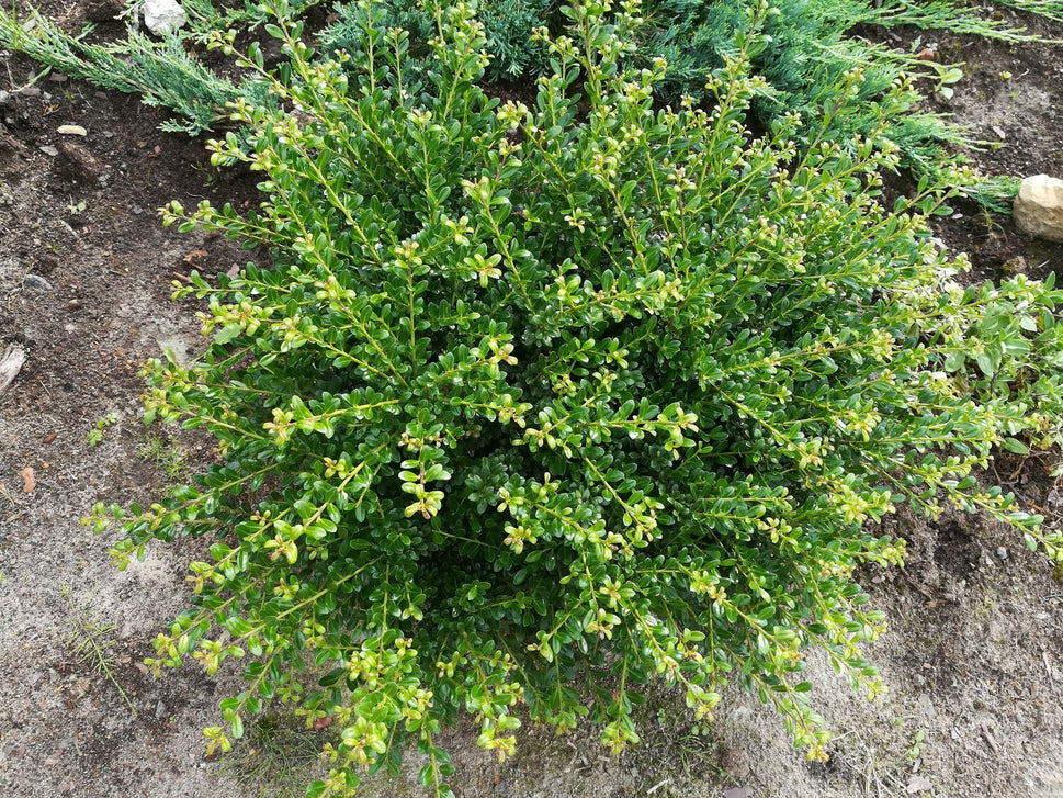 Ilex crenata 'Convexa'