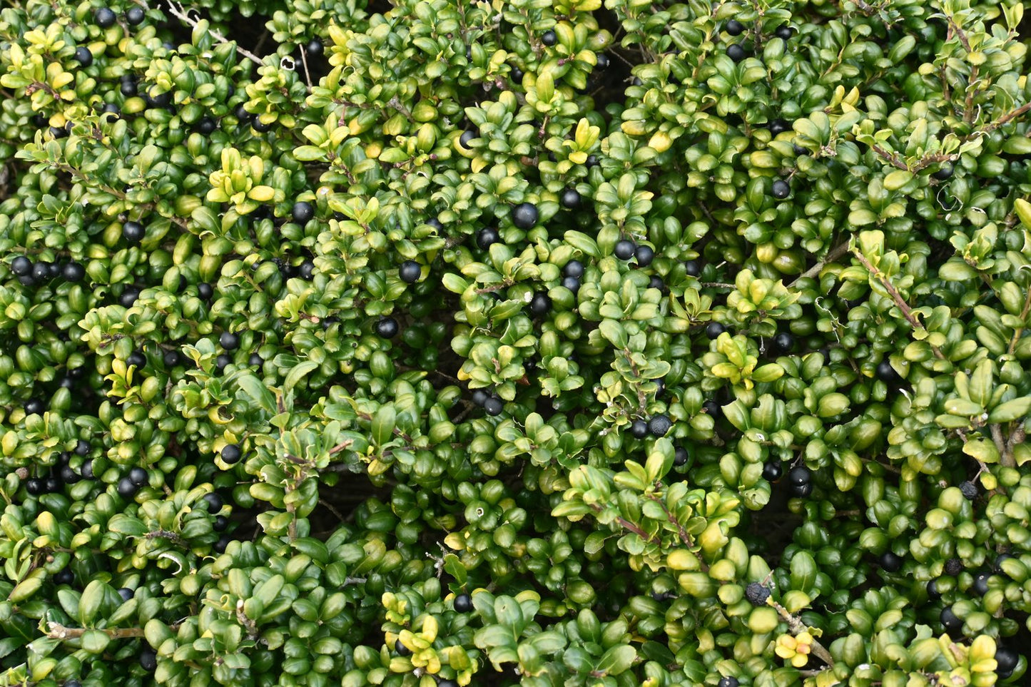 Ilex crenata 'Convexa'