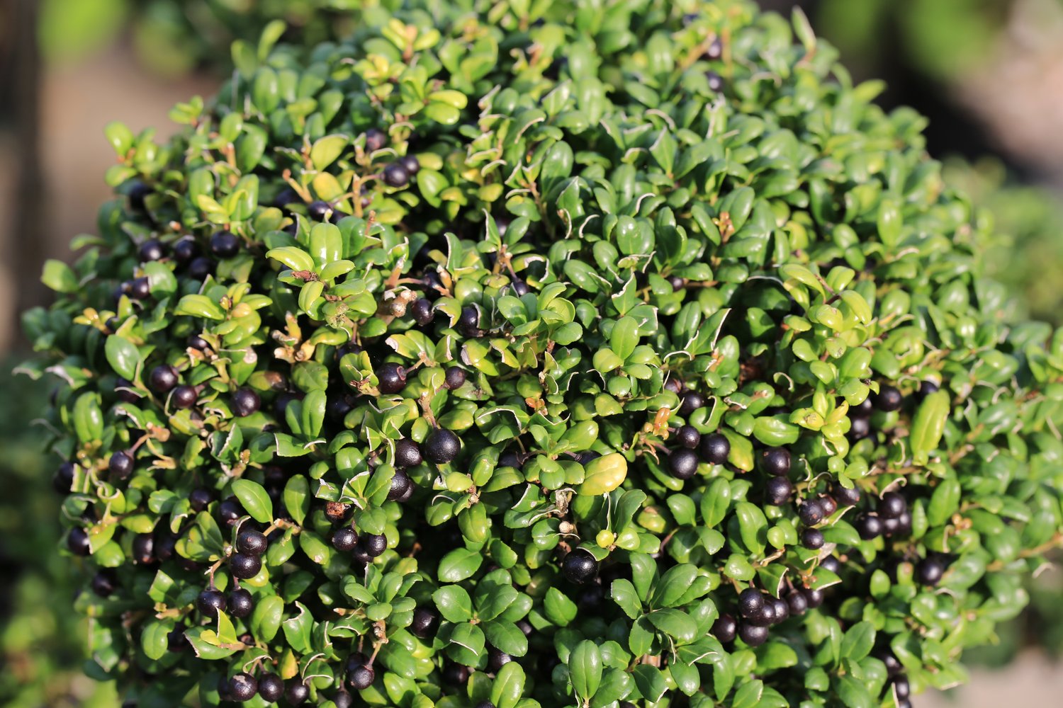 Ilex crenata 'Convexa'