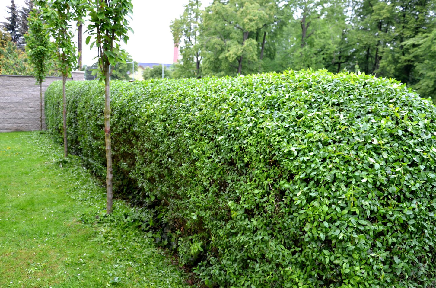 Ligustrum ovalifolium