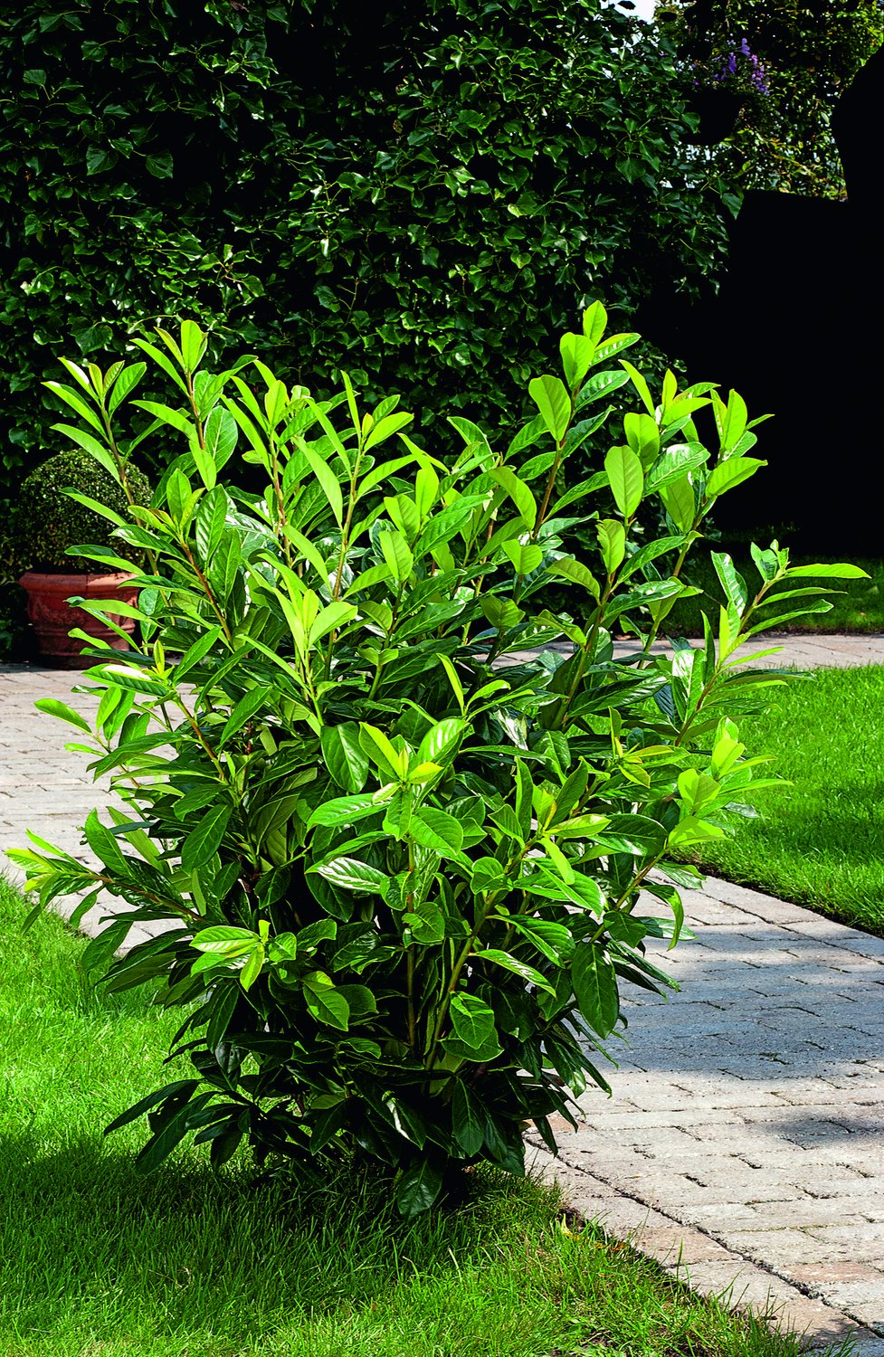 Prunus laurocerasus 'Novita'