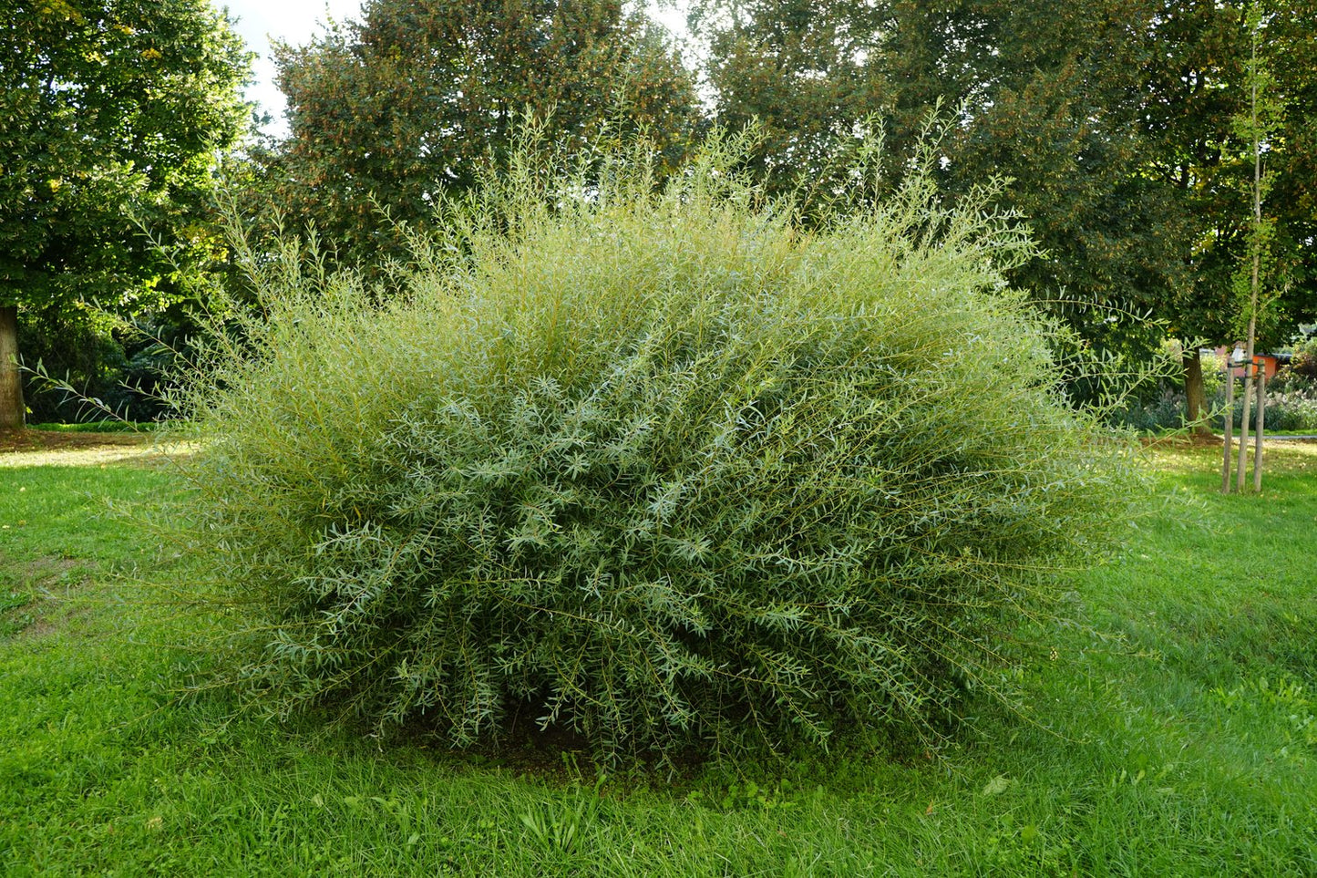 Salix purpurea 'Nana'