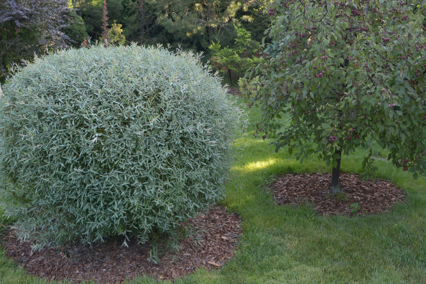 Salix purpurea 'Nana'