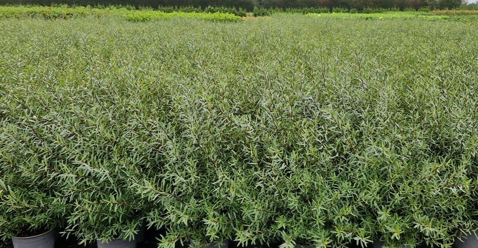 Salix purpurea 'Nana'
