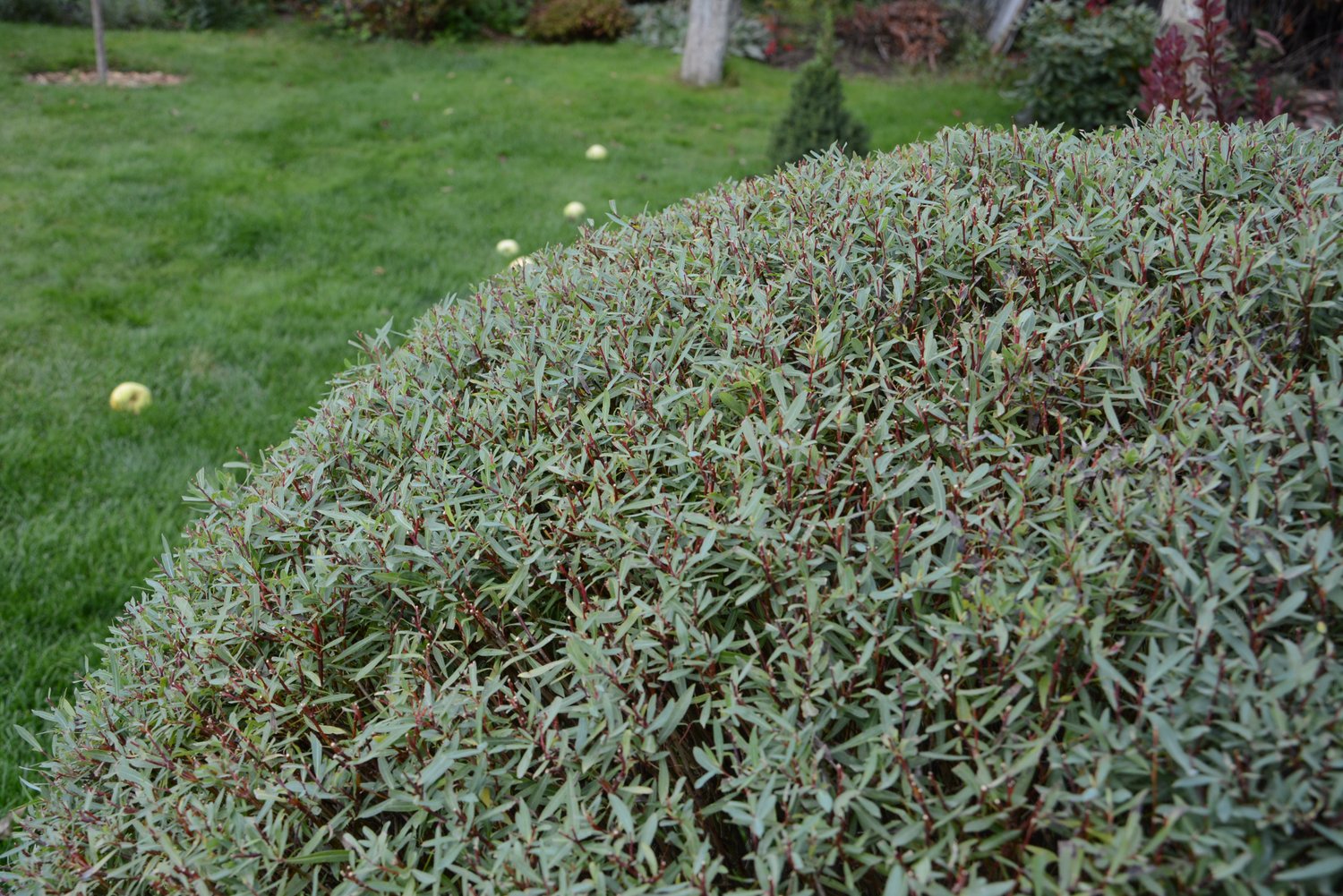 Salix purpurea 'Nana'