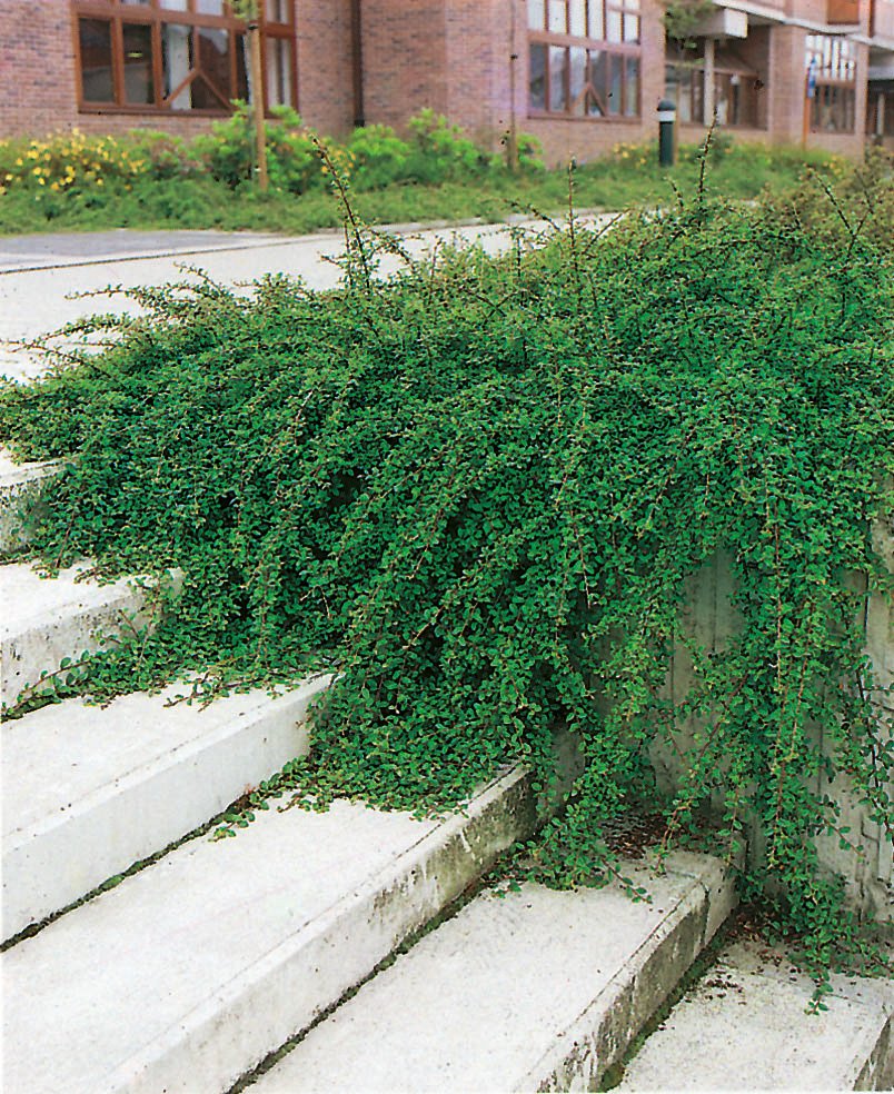 Cotoneaster × suecicus 'Skogholm'