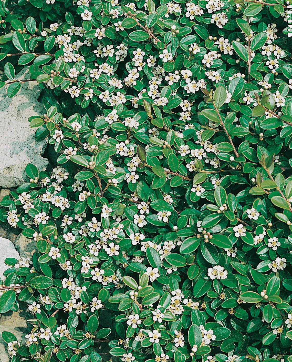 Cotoneaster × suecicus 'Skogholm'
