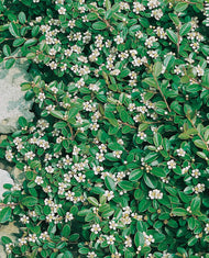 Cotoneaster × suecicus 'Skogholm'
