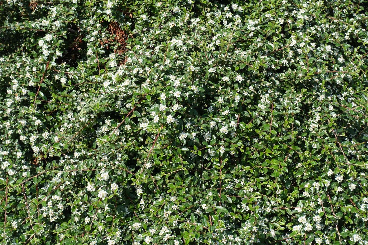 Cotoneaster × suecicus 'Skogholm'