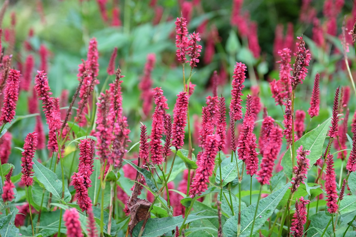 Bistorta amplexicaulis 'Blackfield'PBR