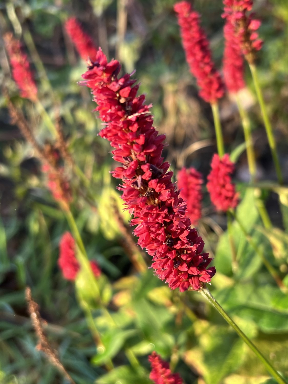 Bistorta amplexicaulis 'Blackfield'PBR