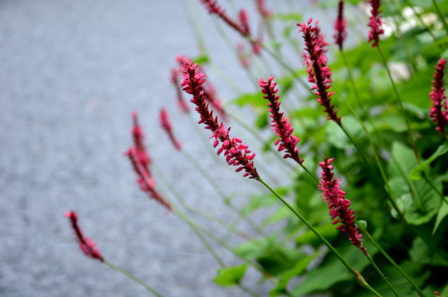 Bistorta amplexicaulis 'Blackfield'PBR