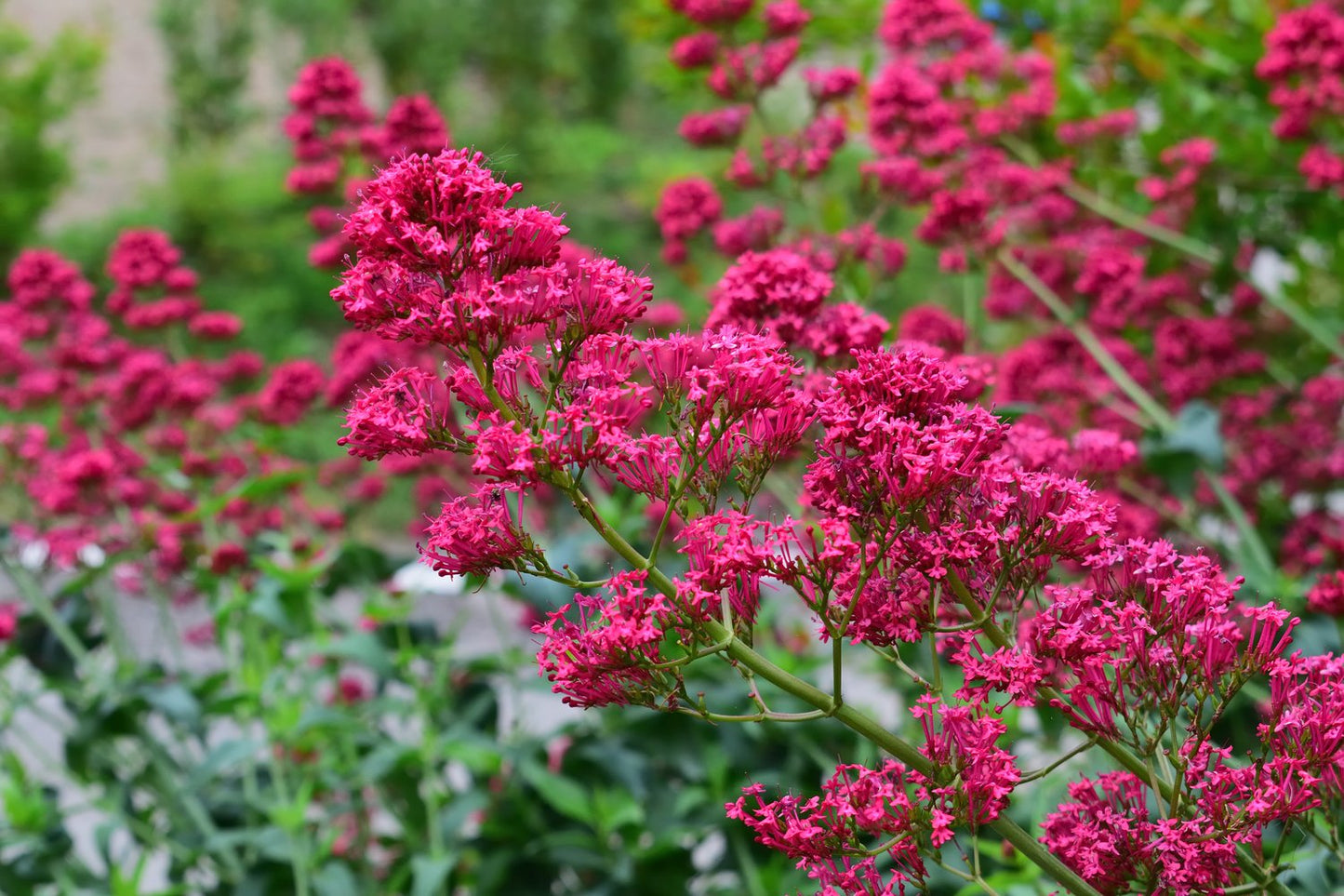 Centranthus ruber 'Coccineus'