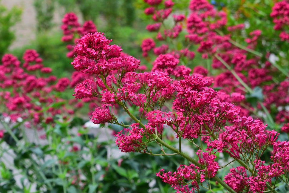 Centranthus ruber 'Coccineus'