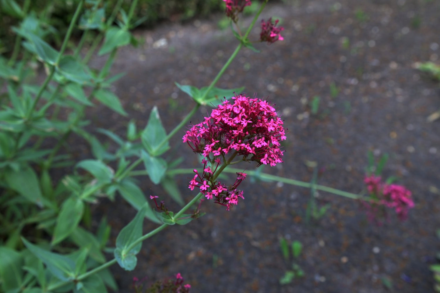 Centranthus ruber 'Coccineus'