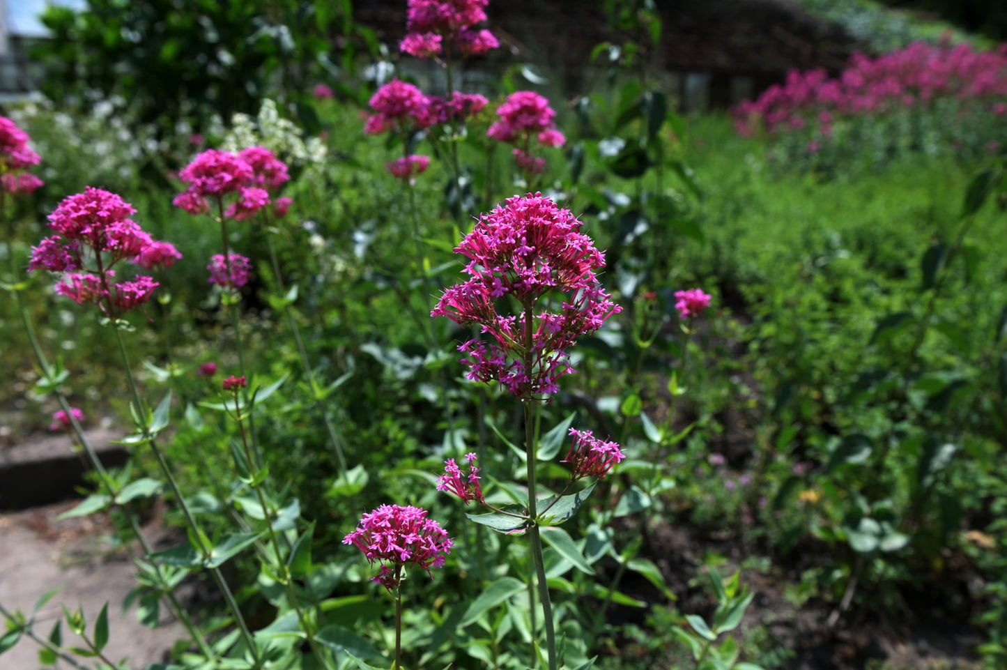 Centranthus ruber 'Coccineus'