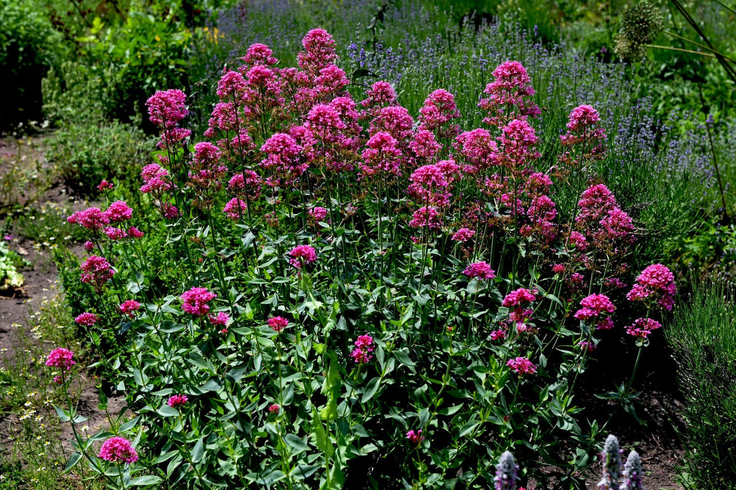 Centranthus ruber 'Coccineus'