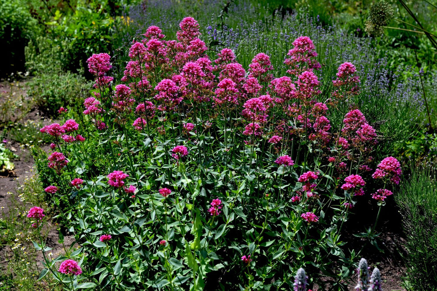 Centranthus ruber 'Coccineus'