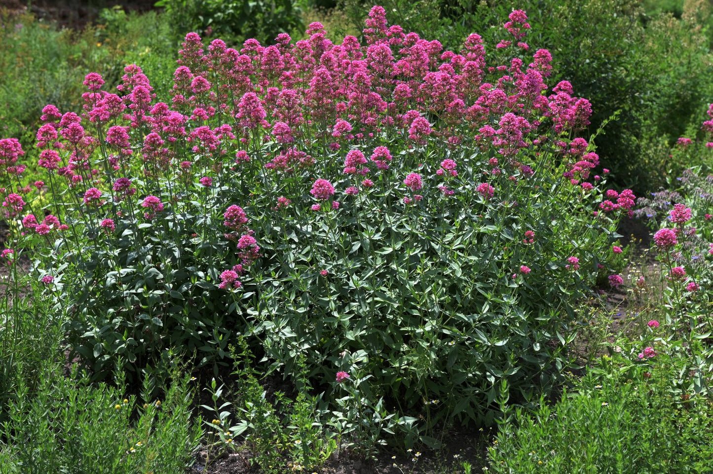 Centranthus ruber 'Coccineus'