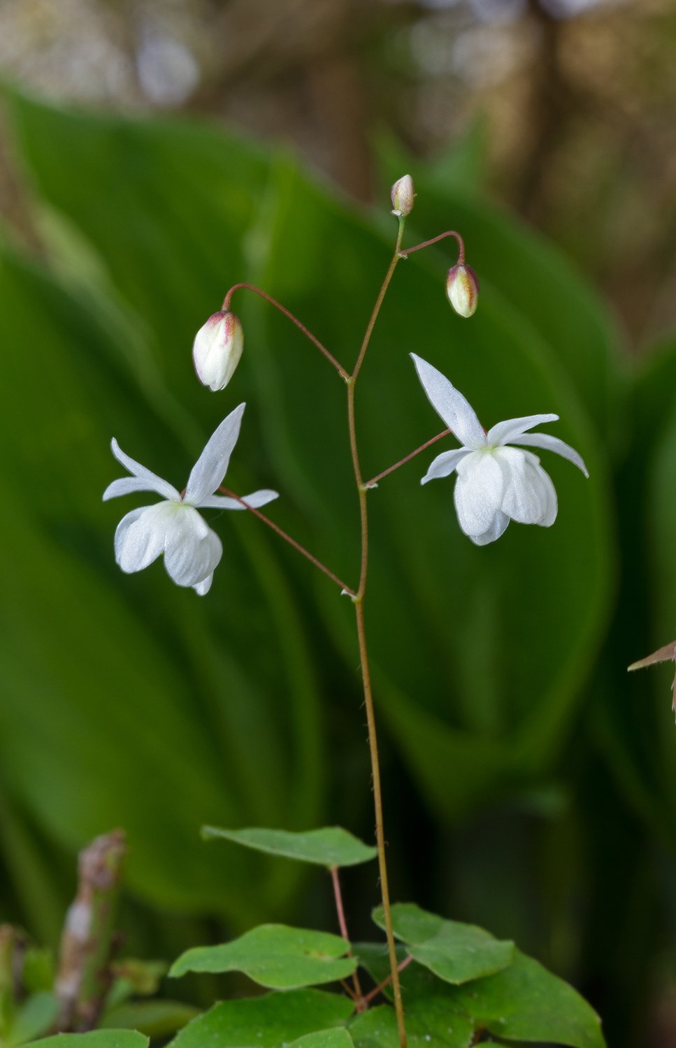 Epimedium grandiflorum