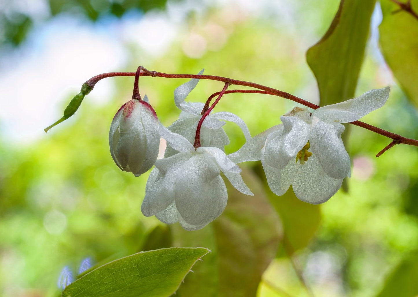 Epimedium grandiflorum