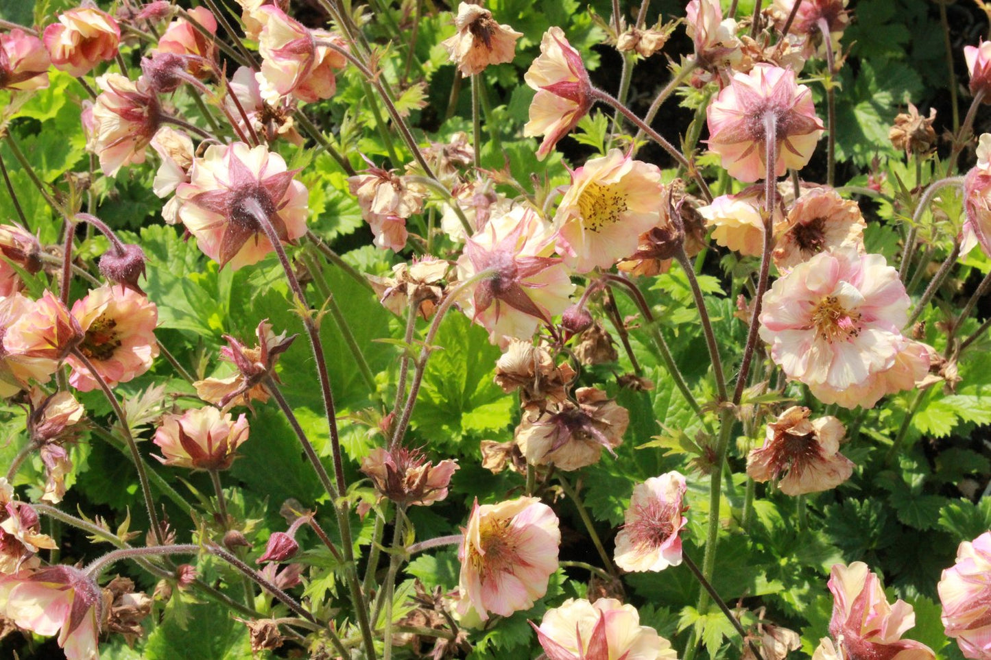 Geum PRETTICOATS PEACH ('Tngeupp'PBR)